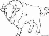 Bison Coloringall sketch template