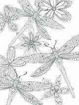 Coloring Dragonfly Getdrawings Pages Duck Baby sketch template