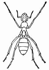 Ant Coloring sketch template