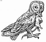Coloring Barn Pages Owl Printable Print Library Clipart Clip sketch template