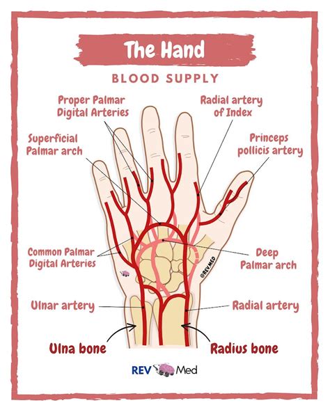 hand anatomy arterial blood supply  atrevmed hand grepmed