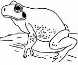 Kikkers Sapo Kikker Grenouille Mewarnai Colorare Coloriages Frosche Ausmalbilder Kodok Katak Animasi Dieren Bergerak Rana Frogs Malvorlagen Malvorlage Rane Persoonlijke sketch template
