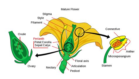 typical flower   parts  science notes