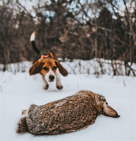 beagles hunt  reasons   beagles good hunters pawcited