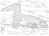 Crocodile Coloring Pages Realistic Nile Drawing Crocodiles Animal Printable Animals Alligator Color Kids Adults African Choose Board Caiman sketch template
