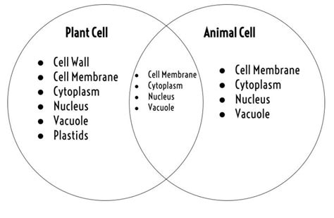 Draw A Venn Diagram On The Differences Between The Cell Organelles Of