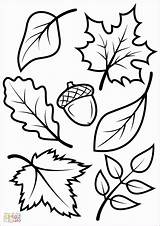 Coloring Fall Leaves Kids Pages Printable Leaf Sheets Template Autumn Adults Print Vorlagen Tree Herbst Adult Halloween Acorn Choose Board sketch template
