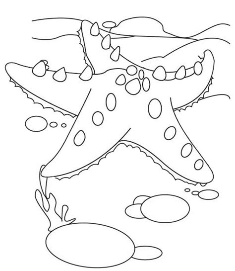 wow   beautiful starfish coloring pages  children coloring