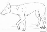Dingo Coloring Pages Drawing Printable Realistic Getdrawings sketch template