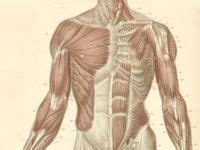 human body study resources ideas body study anatomy human body