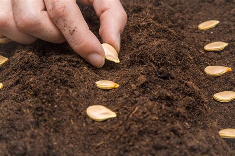 profundidad de siembra de las semillas de hortalizas portalfruticolacom