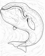 Baleine Whales Humpback Coloriage Marins Northern Coloriages Mammals Boréale Boreale sketch template