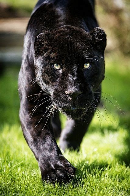 Panther Walking Jaguar Beautiful Big Cats Pinterest Cat