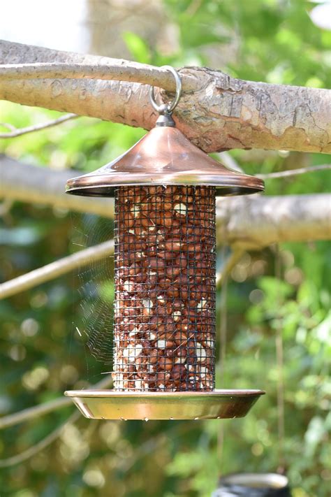 bird feeder feed food  photo  pixabay pixabay