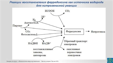 Фиксация молекулярного азота азотфиксация диазотрофия микроорганизмами презентация онлайн