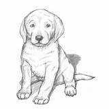 Drawing Lab Dog Labrador Drawings Puppy Yellow Coloring Pages Draw Realistic Easy Puppies Pencil Labradors Simple Labs Sketch Tutorial Animal sketch template