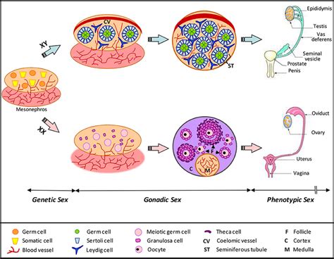 Schematic Representation Of Mammalian Gonad Differentiation The