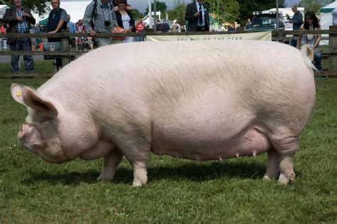 yorkshire pig characteristics origin breed info  lifespan