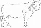 Cattle Coloring Pages Wagyu Breed Pdf Version sketch template