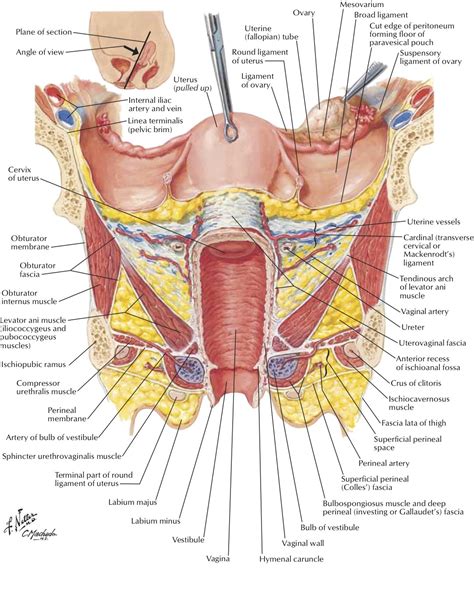 Cock In Cervix Diagram
