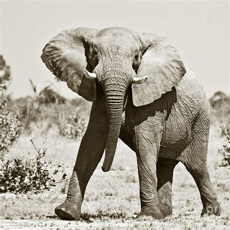 african elephant mock charging photograph  liz leyden pixels