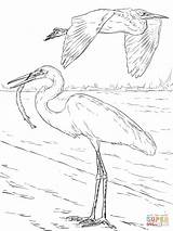 Coloring Pages Egrets Great Two Egret Bird Printable Drawing Heron Supercoloring Sheets Sheet Birds Osprey Color sketch template
