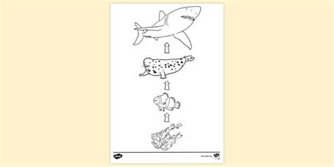 ocean food chain colouring sheet colouring sheets