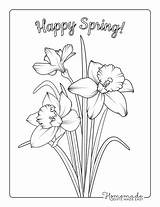 Coloring Spring Pages Daffodils Easy Printable Color sketch template