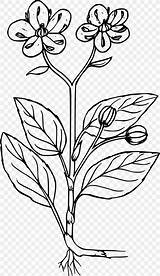 Coloring Book Plant Menziesii Chimaphila Line Prince Little sketch template