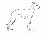Whippet Draw Drawing Dogs Template Sketch Step sketch template