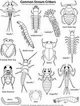Coloring Pages Insects Stream Water Insect Kids Drawing Realistic Printable Invertebrates Conservation Pdf Macroinvertebrates Nature Template Common Sketch Getdrawings Wildlife sketch template