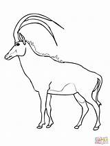 Springbok Antelope Savana Sable Addax Codes Insertion sketch template