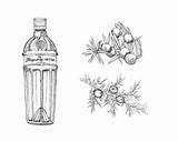 Tanqueray Behance Gin sketch template