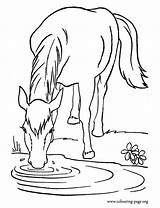 Coloring Horse Drinking Water Horses Pages Printable Clipart Color Farm Colouring Lake Animal Animals Drawing Stencils Sheets Template Kids Print sketch template