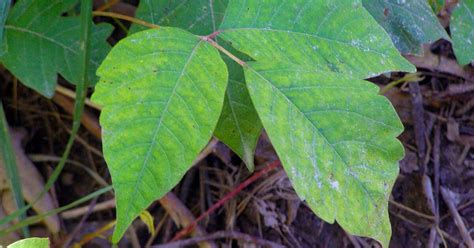 tips  identify poison ivy amnh