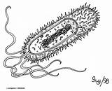 Cell Prokaryotic sketch template
