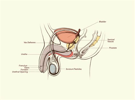 Male Anatomy Diagram Front View Anatomy Of The Female Reproductive