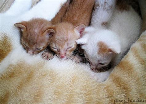 three kittens suckling photograph by gary heiden