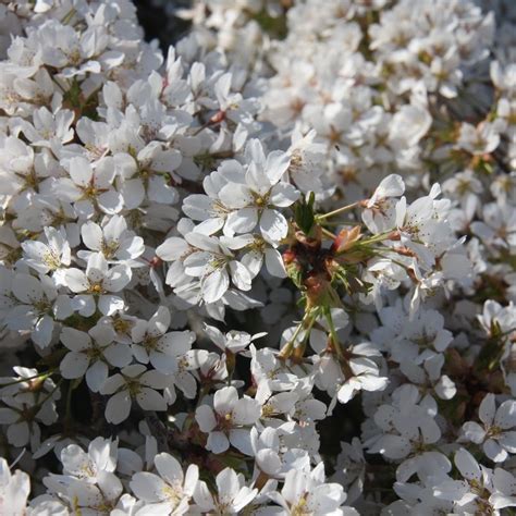 buy flowering cherry blossom tree syn prunus  yedoensis shidare