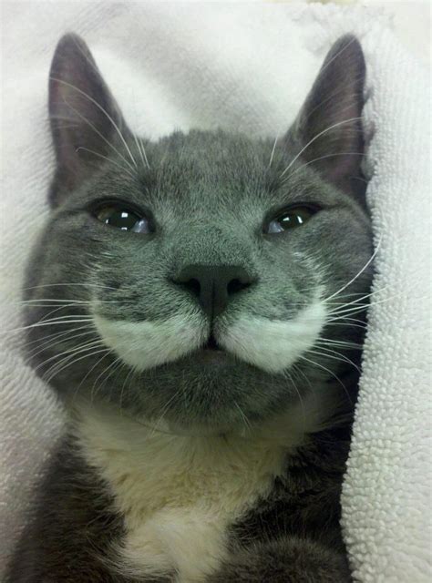 10 best ideas about moustache cats on pinterest calico