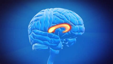 brain corpus callosum anatomy functions  parts wellnessbeam