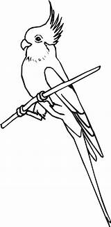 Cockatiel Coloring Drawing Pages Bird Designlooter Drawings Getdrawings Posts 2500 53kb sketch template