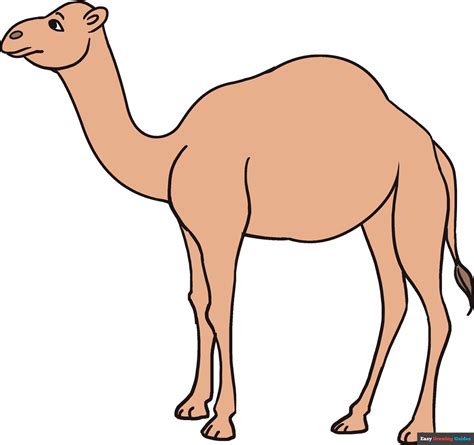 extraordinary compilation  camel drawing images full  quality