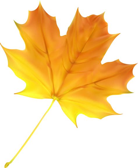 autumn fall leaf  png