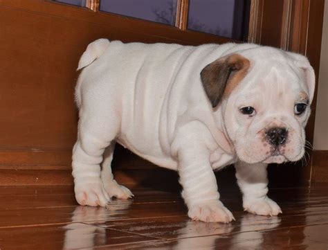 miniature english bulldog puppies  sale albany ga