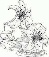 Coloring Pages Flower Adults Realistic Water Flowers Lily sketch template