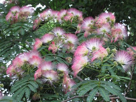 mimosa treelove  yard pinterest