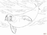 Seal Monk Coloring Pages Coloriage Colouring Dessin Monkey Luffy Printable Drawing Whale Seals Sea Illustration Skip Main Visit Ocean sketch template