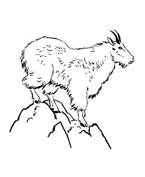 wild animal coloring page mountain goat coloring page animal