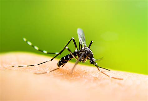 Halton West Nile Virus Positive Mosquitoes Found In Halton Region